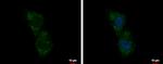 C5orf54 Polyclonal Antibody
