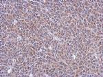 C5orf54 Antibody in Immunohistochemistry (Paraffin) (IHC (P))