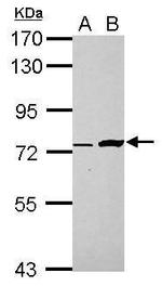 C5orf54 Antibody in Western Blot (WB)