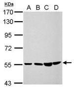 CCDC105 Antibody in Western Blot (WB)