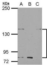 KCNH7 Polyclonal Antibody