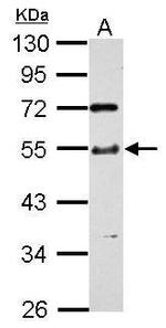 TTC31 Antibody in Western Blot (WB)