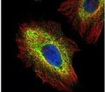 PHD1 Antibody in Immunocytochemistry (ICC/IF)