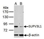 SUPV3L1 Antibody in Western Blot (WB)