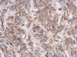 PRSS35 Antibody in Immunohistochemistry (Paraffin) (IHC (P))