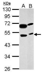 PRSS35 Antibody in Western Blot (WB)
