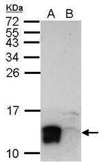 LYPD6 Polyclonal Antibody