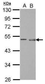 Pellino 1 Polyclonal Antibody