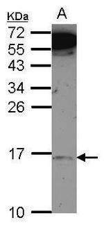 MRPL14 Antibody in Western Blot (WB)