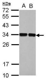 ENOPH1 Polyclonal Antibody