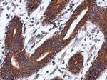 LSG1 Polyclonal Antibody