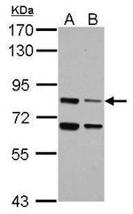LSG1 Antibody in Western Blot (WB)