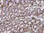 RED Antibody in Immunohistochemistry (Paraffin) (IHC (P))