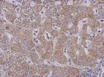 PLCD3 Antibody in Immunohistochemistry (Paraffin) (IHC (P))
