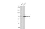 PLCD3 Antibody in Western Blot (WB)