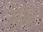ATL3 Antibody in Immunohistochemistry (Paraffin) (IHC (P))