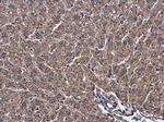 ATL3 Antibody in Immunohistochemistry (Paraffin) (IHC (P))