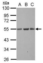 SYT13 Antibody in Western Blot (WB)