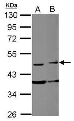 FAM98B Antibody in Western Blot (WB)