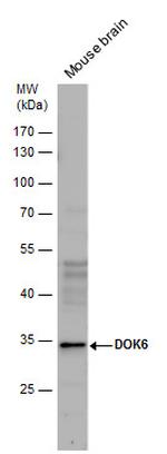 DOK6 Antibody in Western Blot (WB)