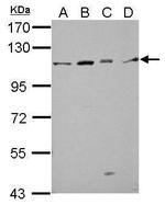 GRASP1 Polyclonal Antibody