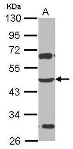 ZSCAN4 Polyclonal Antibody