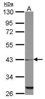 MRPL39 Polyclonal Antibody