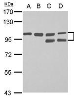 FAM115C Polyclonal Antibody