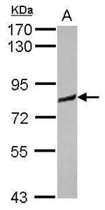 MRVI1 Antibody in Western Blot (WB)