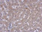 CERCAM Antibody in Immunohistochemistry (Paraffin) (IHC (P))