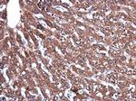 CERCAM Polyclonal Antibody