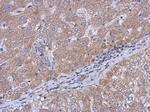 CERCAM Antibody in Immunohistochemistry (Paraffin) (IHC (P))