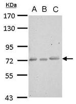 CERCAM Antibody in Western Blot (WB)