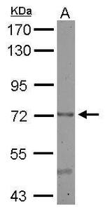 CERCAM Antibody in Western Blot (WB)