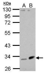 Fibulin 7 Antibody in Western Blot (WB)