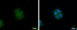 GBAS Polyclonal Antibody