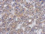 CK1 delta Antibody in Immunohistochemistry (Paraffin) (IHC (P))