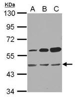OXSM Antibody in Western Blot (WB)