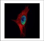 PPWD1 Polyclonal Antibody