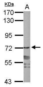 PPWD1 Antibody in Western Blot (WB)