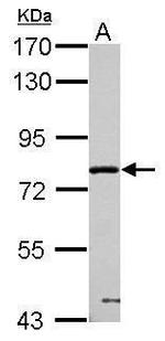 PPWD1 Antibody in Western Blot (WB)