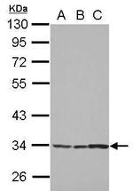 SPATA4 Antibody in Western Blot (WB)