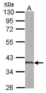 SPATA4 Antibody in Western Blot (WB)