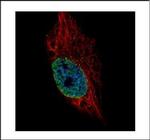 ESRP2 Polyclonal Antibody