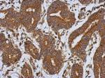 Caspase 1 p10 Polyclonal Antibody