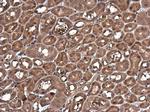 Caspase 1 p10 Antibody in Immunohistochemistry (Paraffin) (IHC (P))