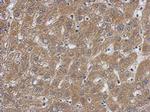 Caspase 7 p11 Polyclonal Antibody