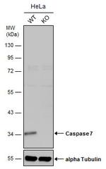 Caspase 7 p11 Antibody in Western Blot (WB)