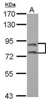EXOC3 Antibody in Western Blot (WB)