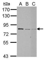 RED Antibody in Western Blot (WB)